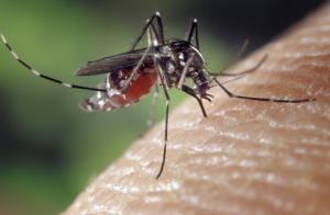 Mosquito Extermination In Tulsa