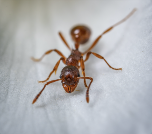 Skiatook Ant Control 