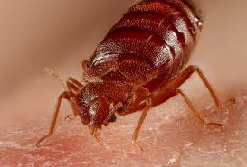 bed bug removal in skiatook